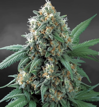 Preview: Samen 3x Blue Dream Fast fem. Nordkraut